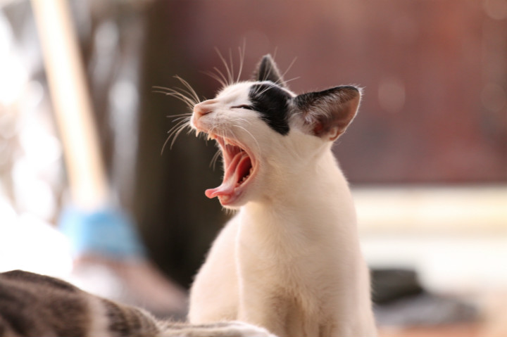 animal-cat-kitten-funny-56857_meitu_4